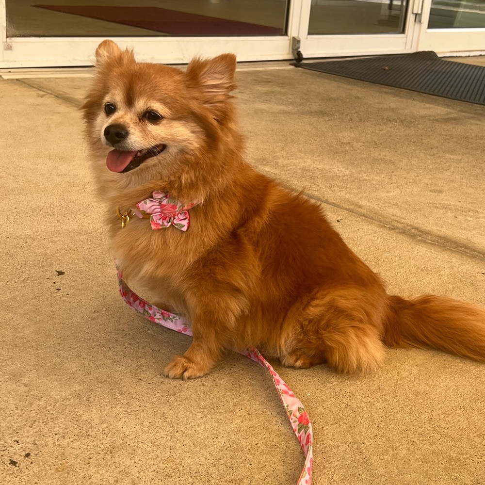 Meet your Posher, Caroleann